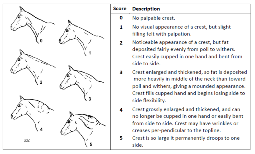 Cresty Neck Scoring – LMF Feeds, Inc.